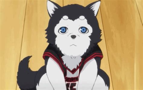 anime hund|anime dogs anime.